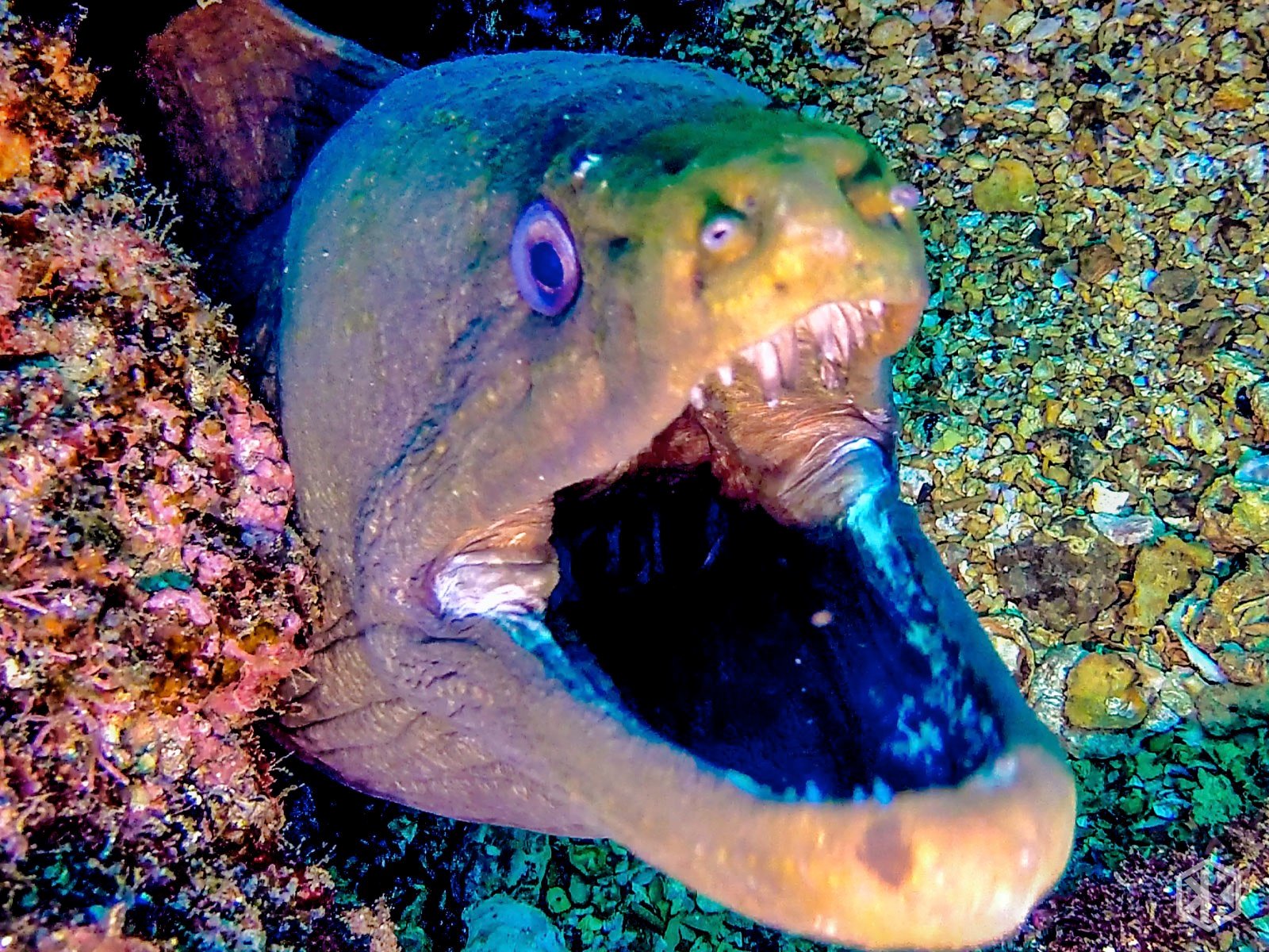 Moray Eel