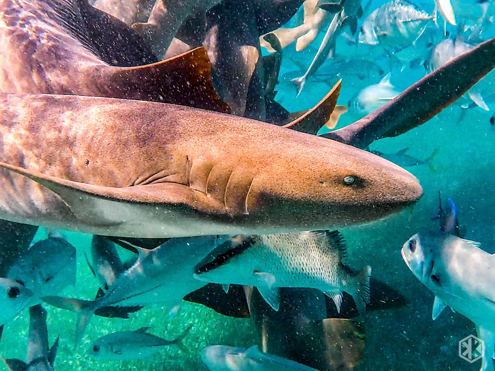 Nurse Shark